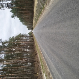 Zdjecie_6_droga Marianka-Dąbrowa