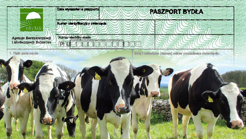 paszport-bydla